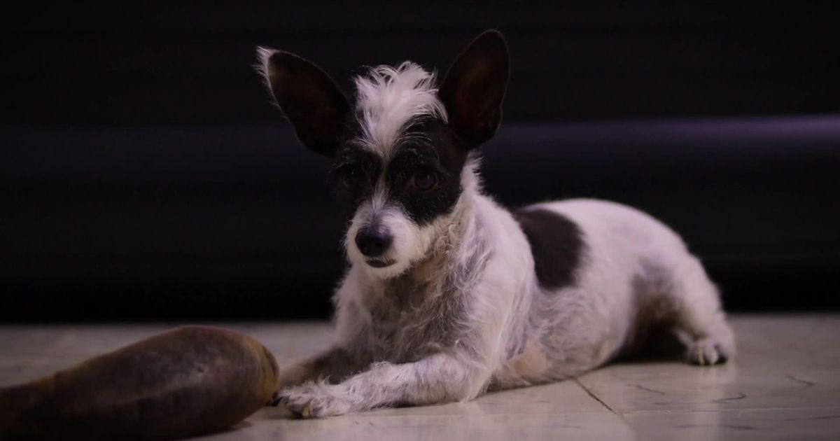 Pexels Video 28829624