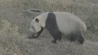 熊猫高清视频视频素材