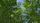 moringa