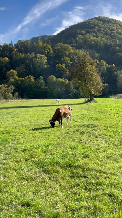 Serene Pastoral Scene with Grazing Cows Free Stock Video Footage ...