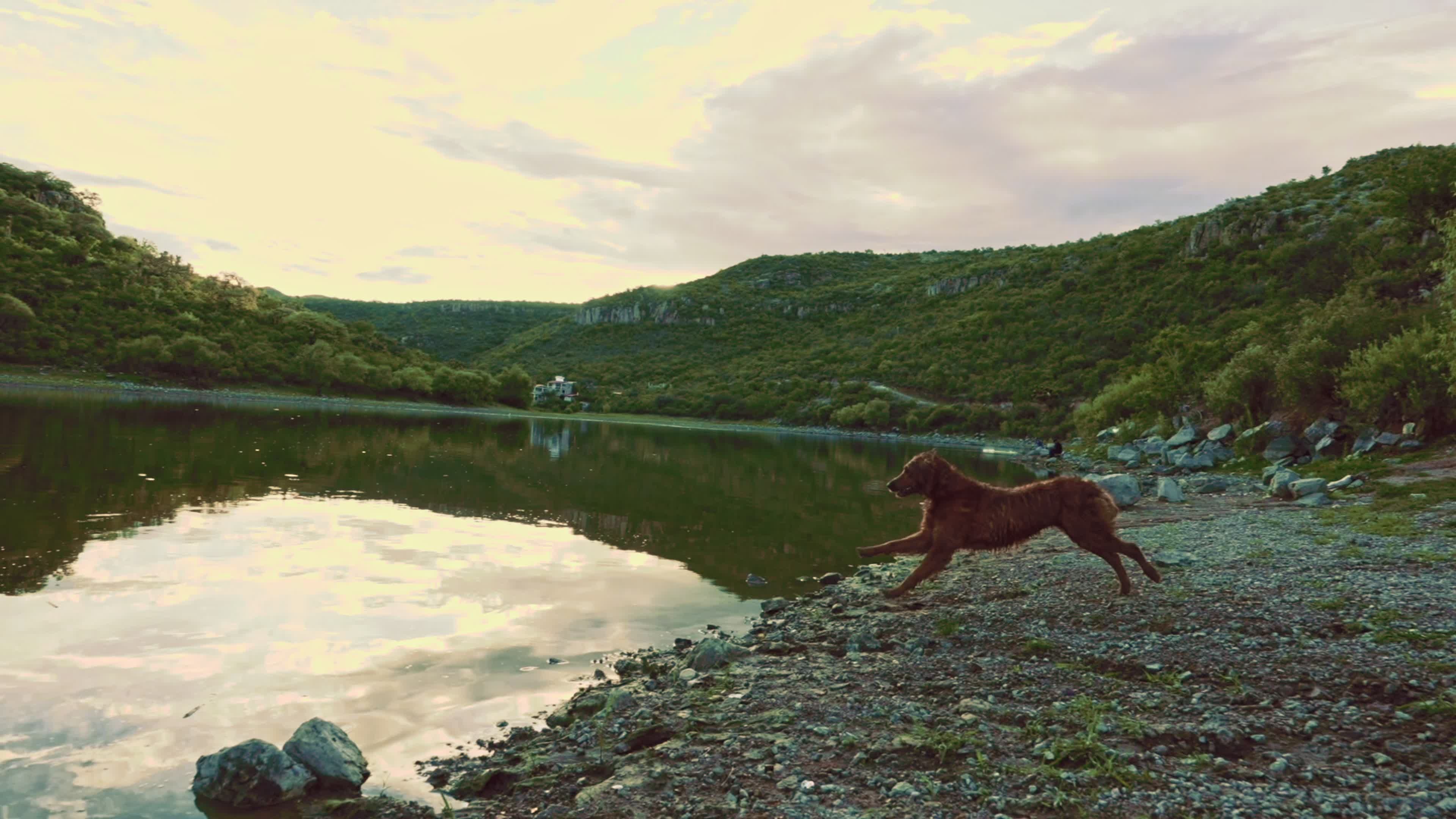 Energetic Dog Leaping into Lake Outdoors Free Stock Video Footage ...
