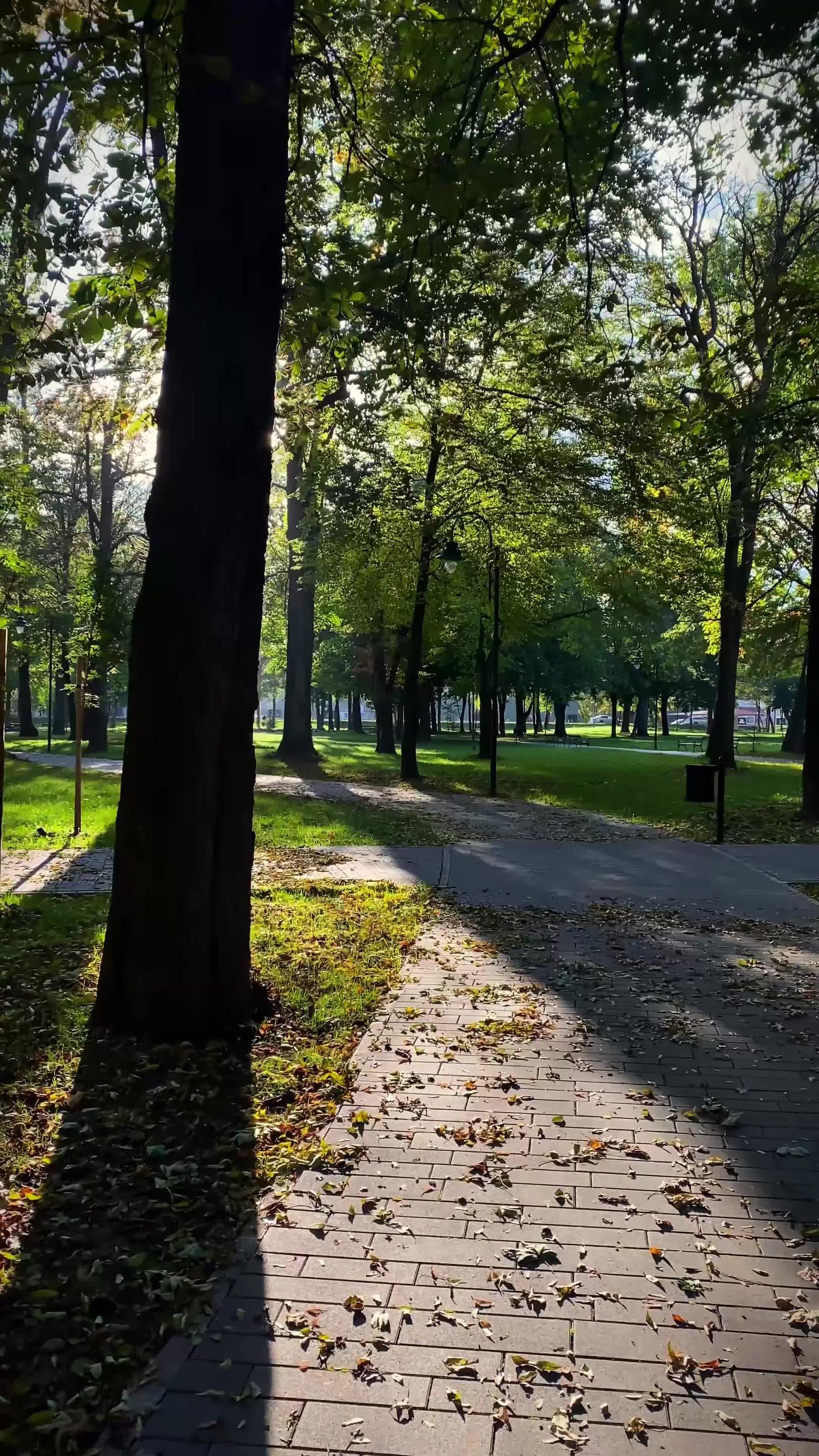 Scenic Autumn Park Pathway with Falling Leaves Free Stock Video Footage ...