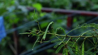 节气白露免费下载视频素材