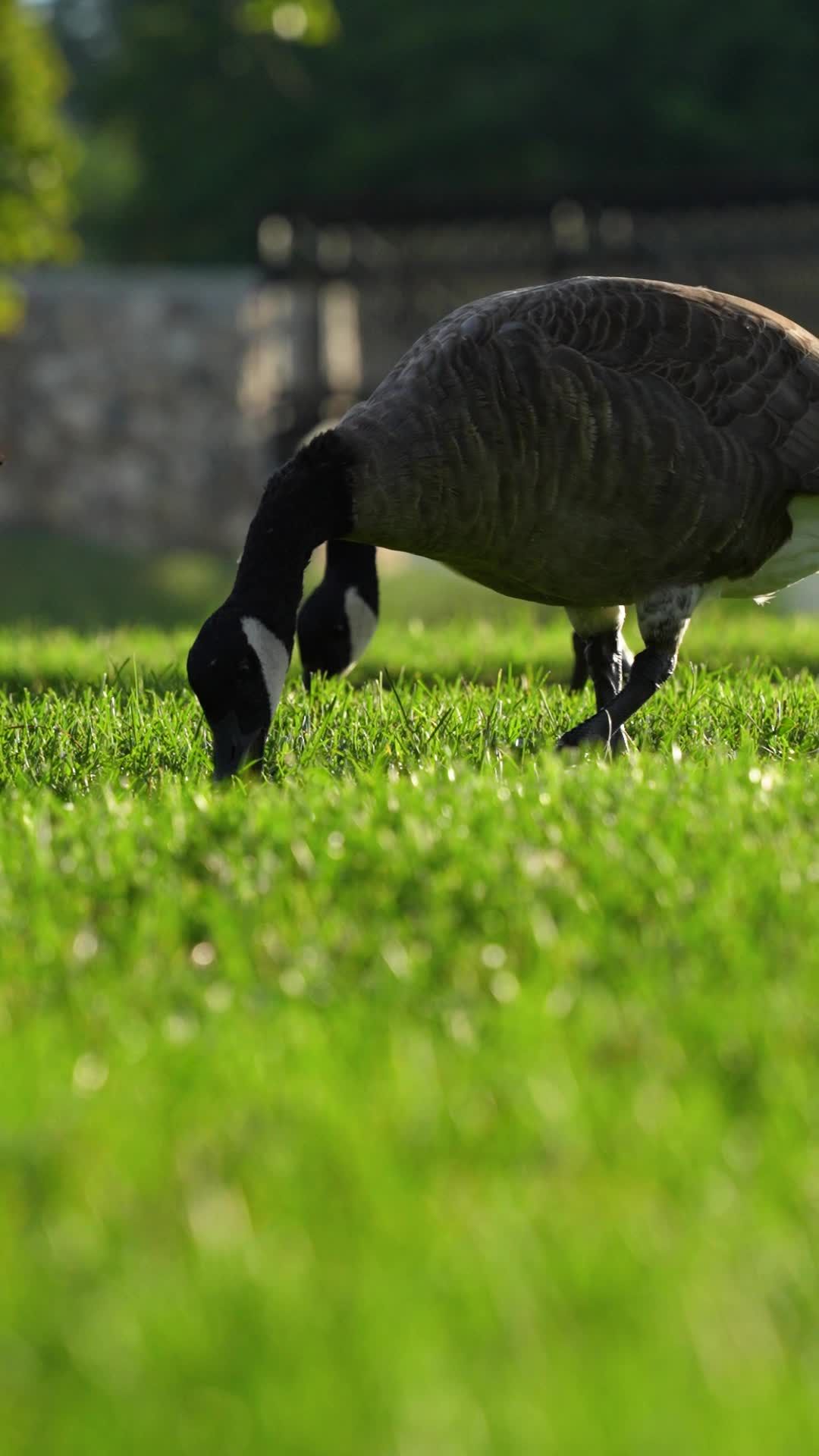 Canada Goose Grazing in Lush Park at Sunset Free Stock Video Footage ...