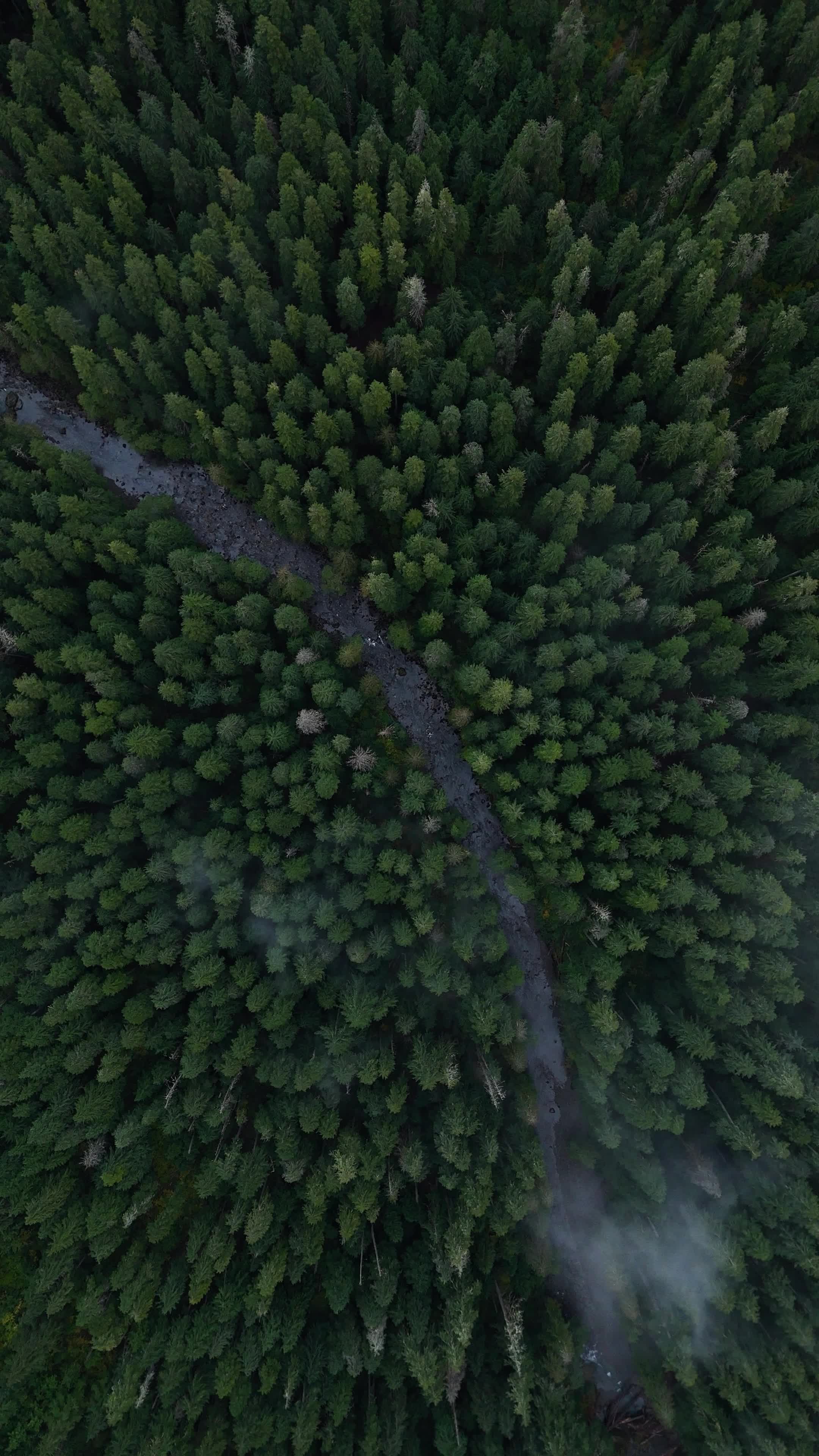 Aerial View of Misty Forest in Washington Free Stock Video Footage ...