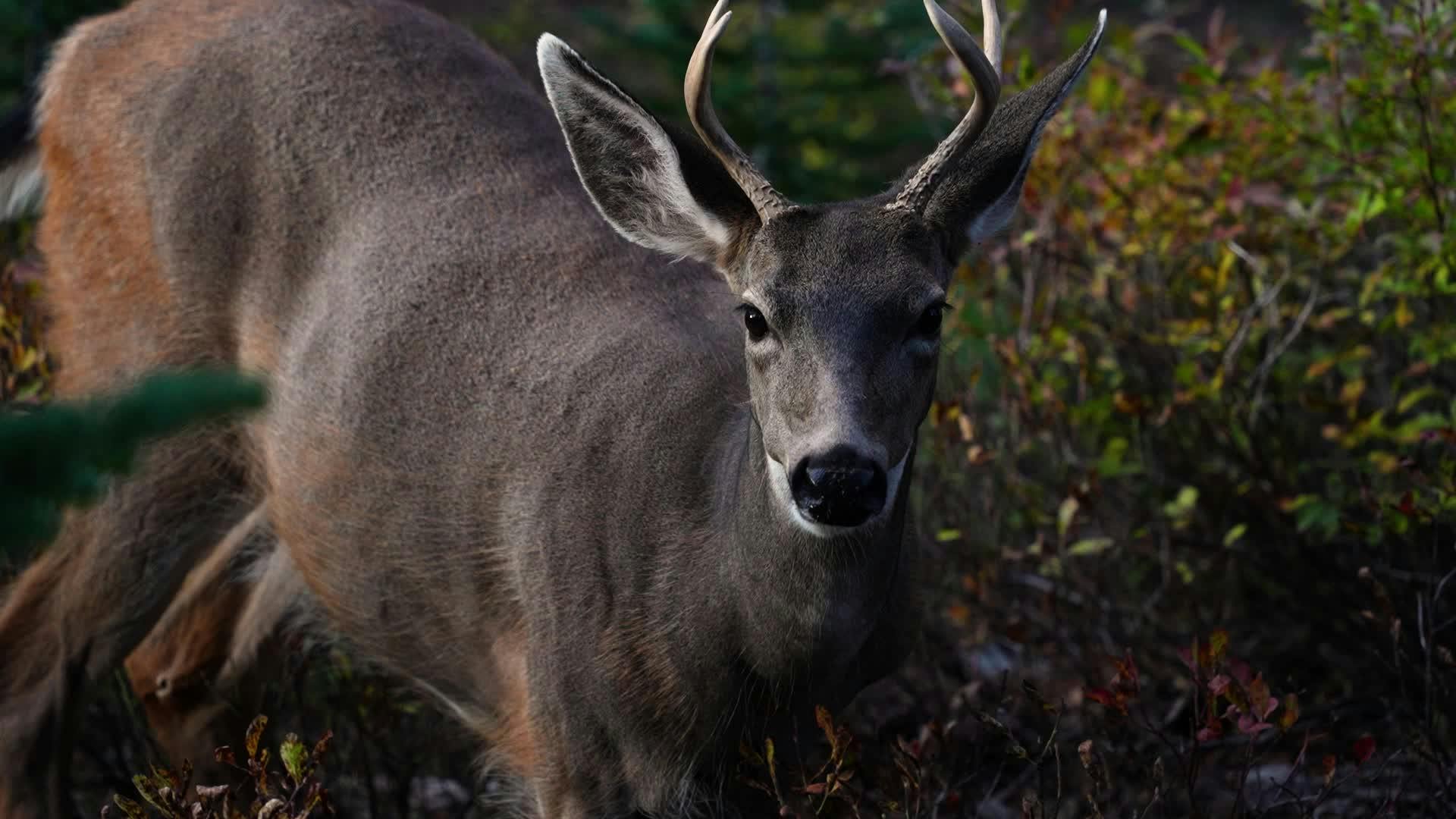 Video by Alex Moliski