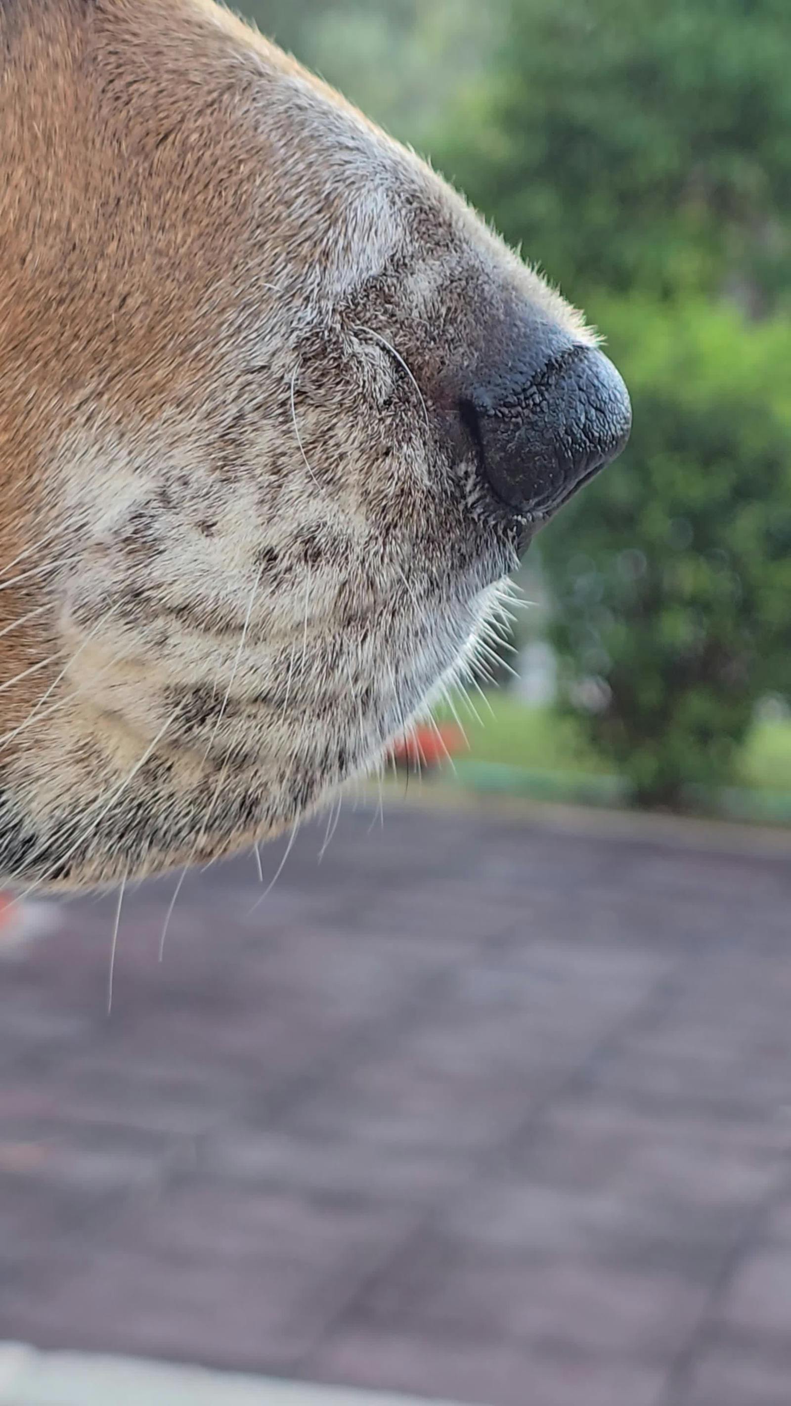 Beagle Texture Videos, Download The BEST Free 4k Stock Video Footage