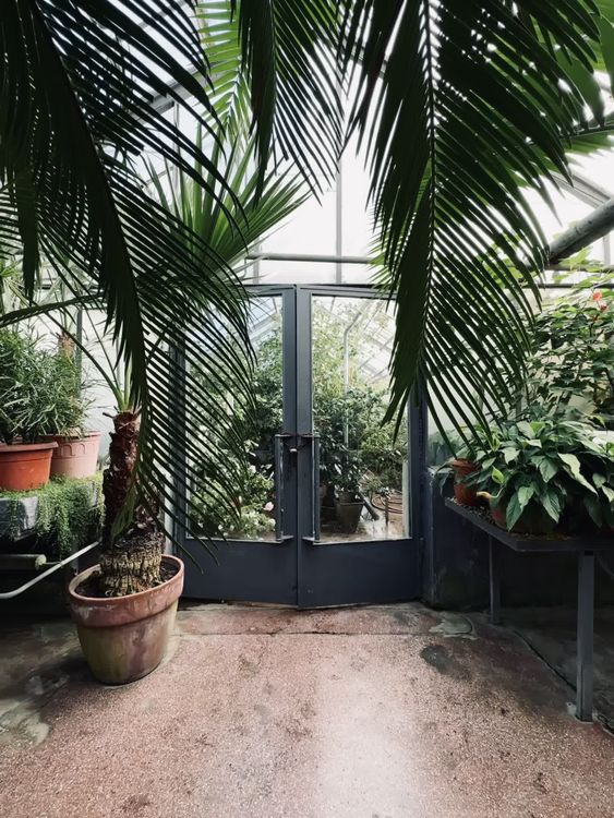 Lush Indoor Greenhouse with Tropical Plants Free Stock Video Footage ...