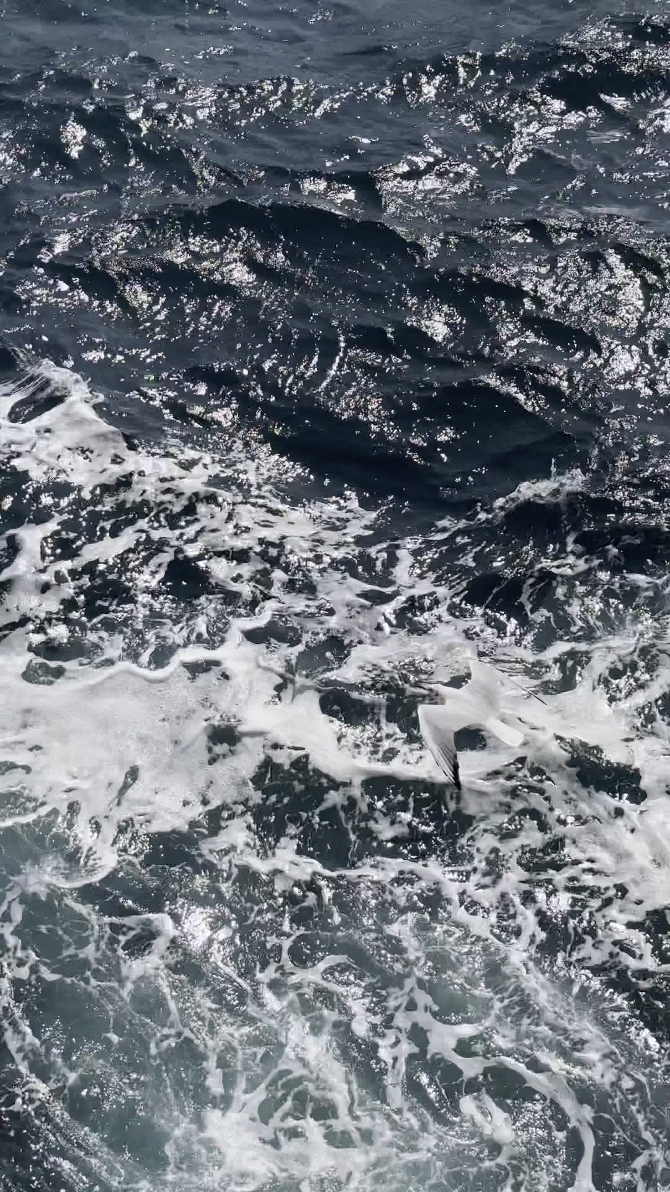 dynamic ocean waves with soaring seagulls 28915818 — free pexels stock footage