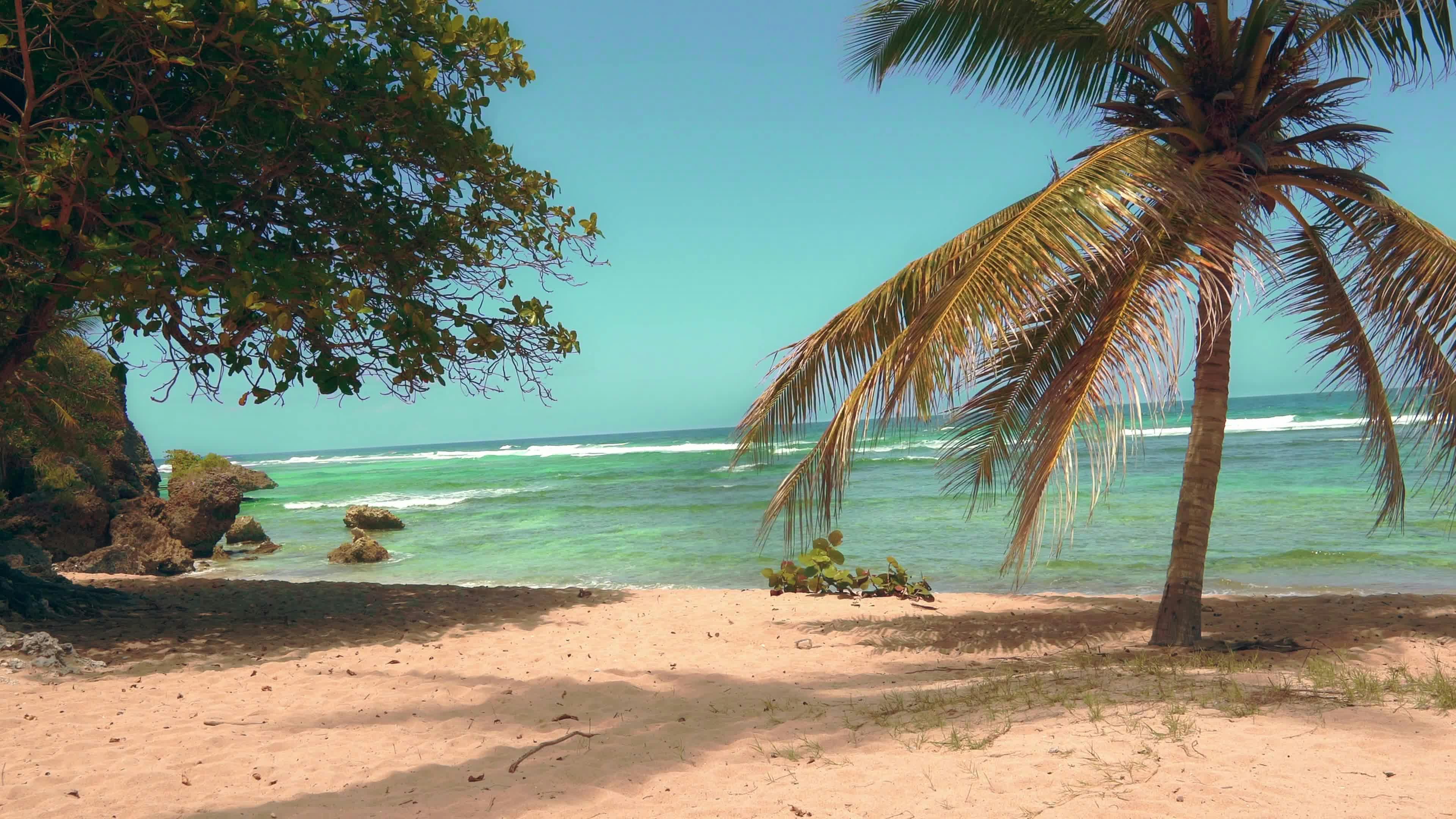 Tropical Palm-Fringed Beach Paradise in Mexico Free Stock Video Footage