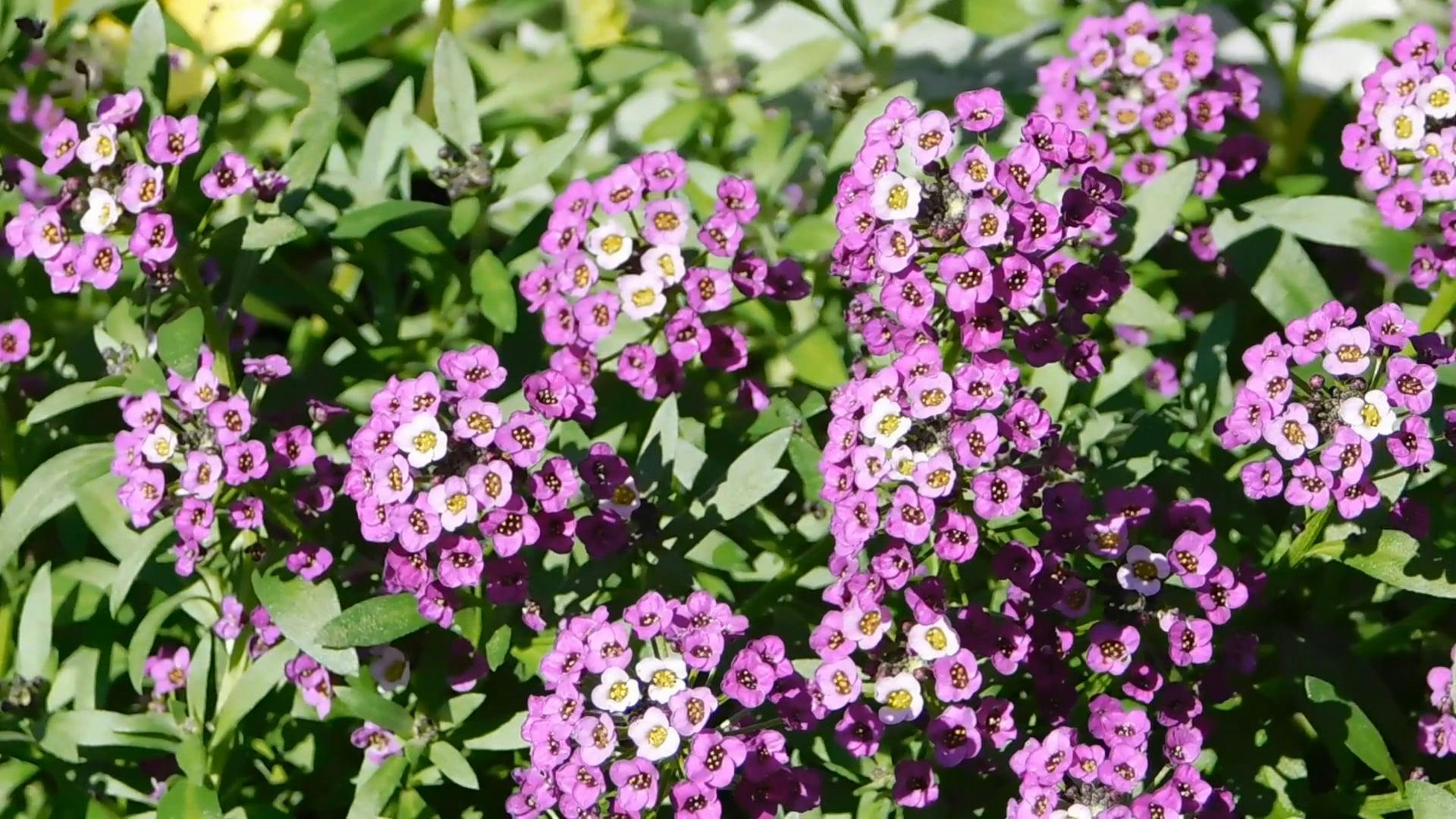 Cluster Of Flowers In Bloom · Free Stock Video