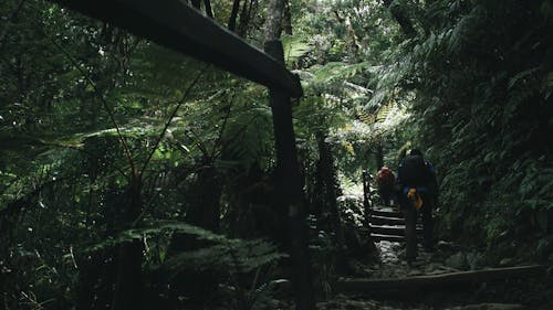 Group Of Men Trekking A Forest