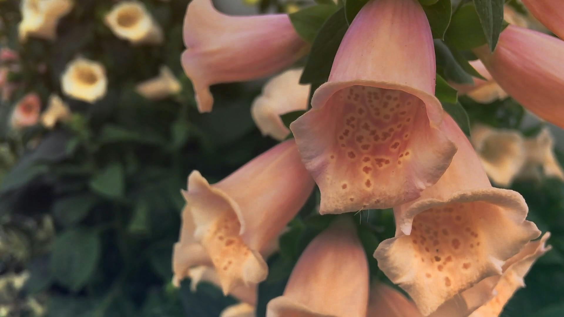 Macro De Racimos De Flores Rosas En Forma De Campana En Flor · Vídeos de stock gratuitos