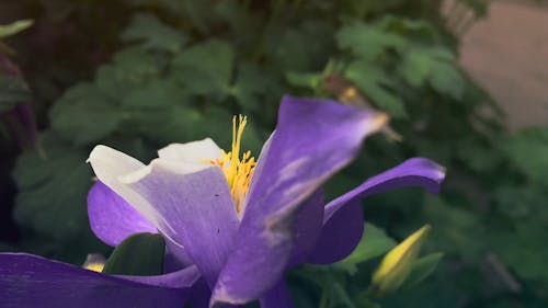 花卉種植業務