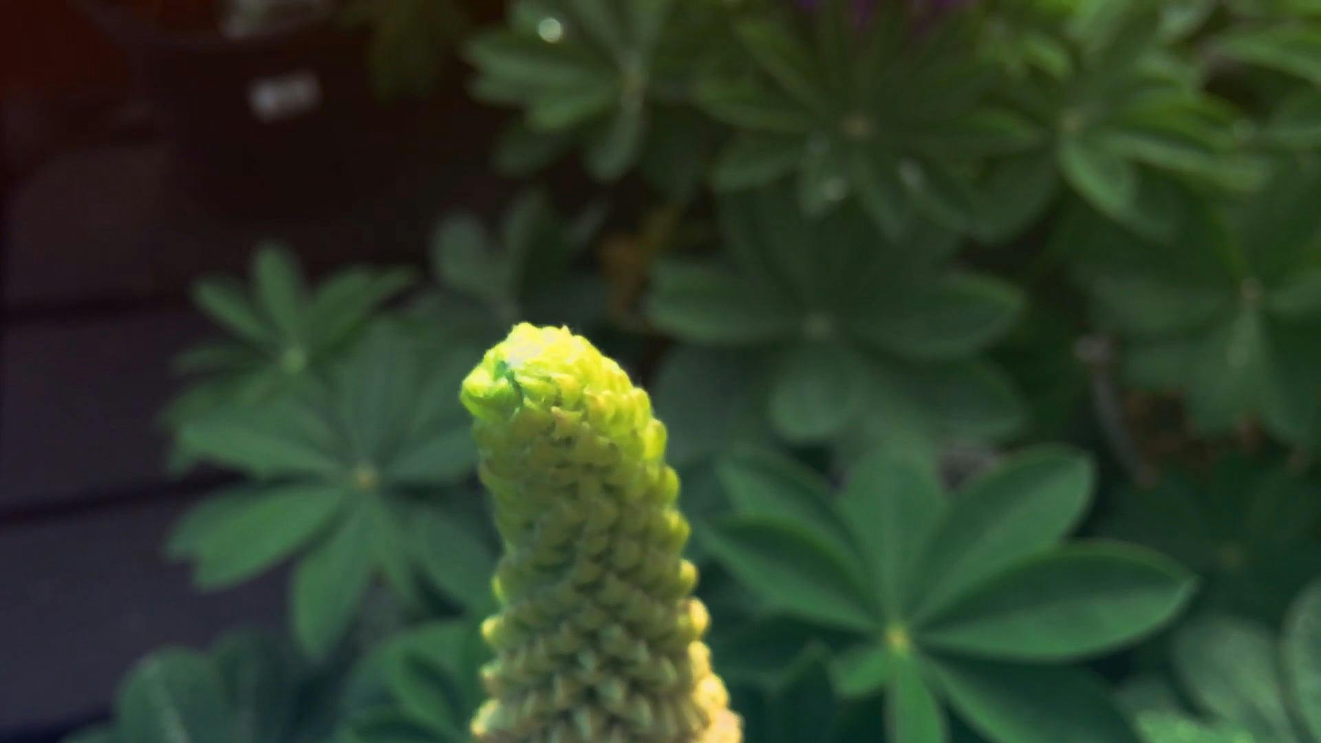 A Flower Bearing Plant In The Garden · Free Stock Video