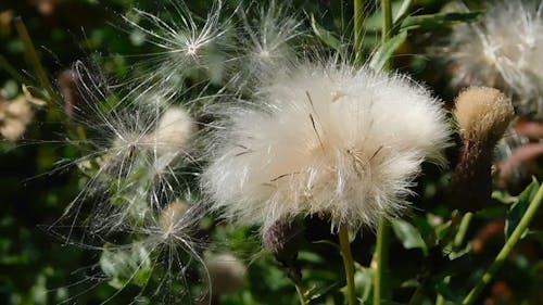 Fallen Of Flowers Getting Loose By The Blows Of The Wind