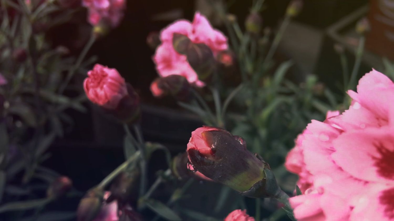 Flowers Videos, Download The BEST Free 4k Stock Video Footage & Flowers ...