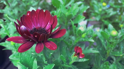 焦点の赤い花