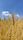 wheat field