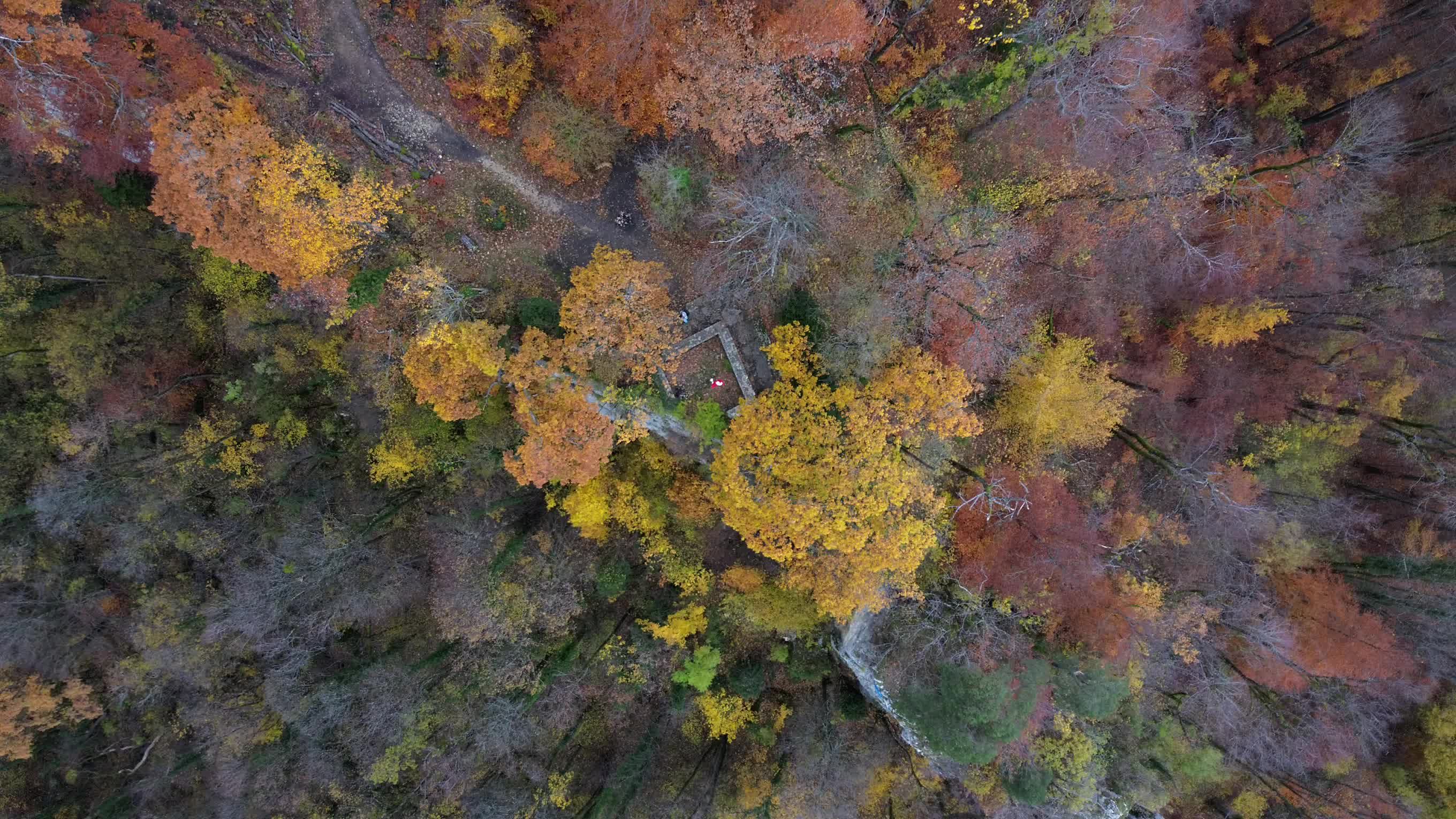 Aerial View of Autumn Forest Landscape Free Stock Video Footage ...