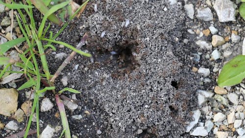 An Ant Colony Built On The Ground