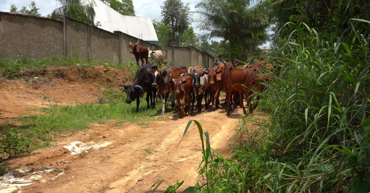 Drc Countryside Cattle Herd Walking on a Dirt Path in Congo Free Stock Video Footage ...