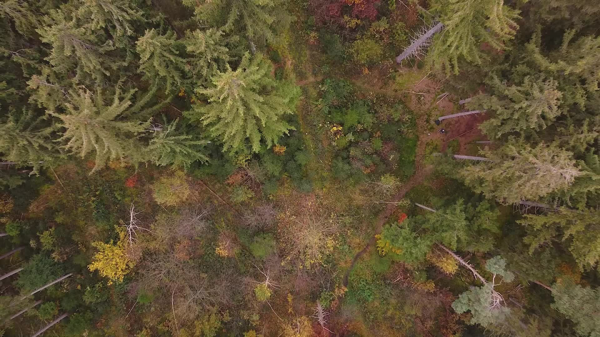 drone view of vibrant autumn forest 29012556