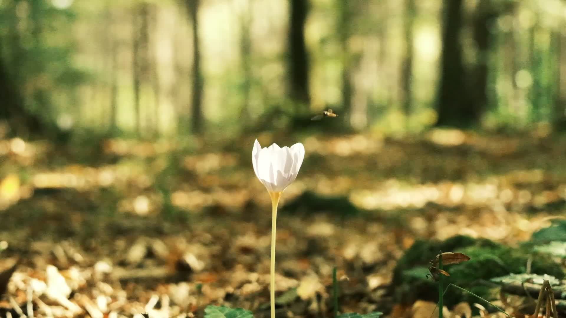 Forest Flower Videos, Download The BEST Free 4k Stock Video Footage ...