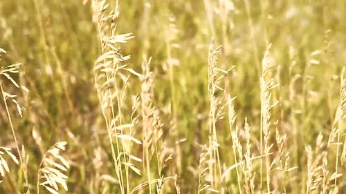 Wheat Farming In Summer