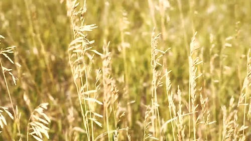 Tarwe Landbouw In De Zomer