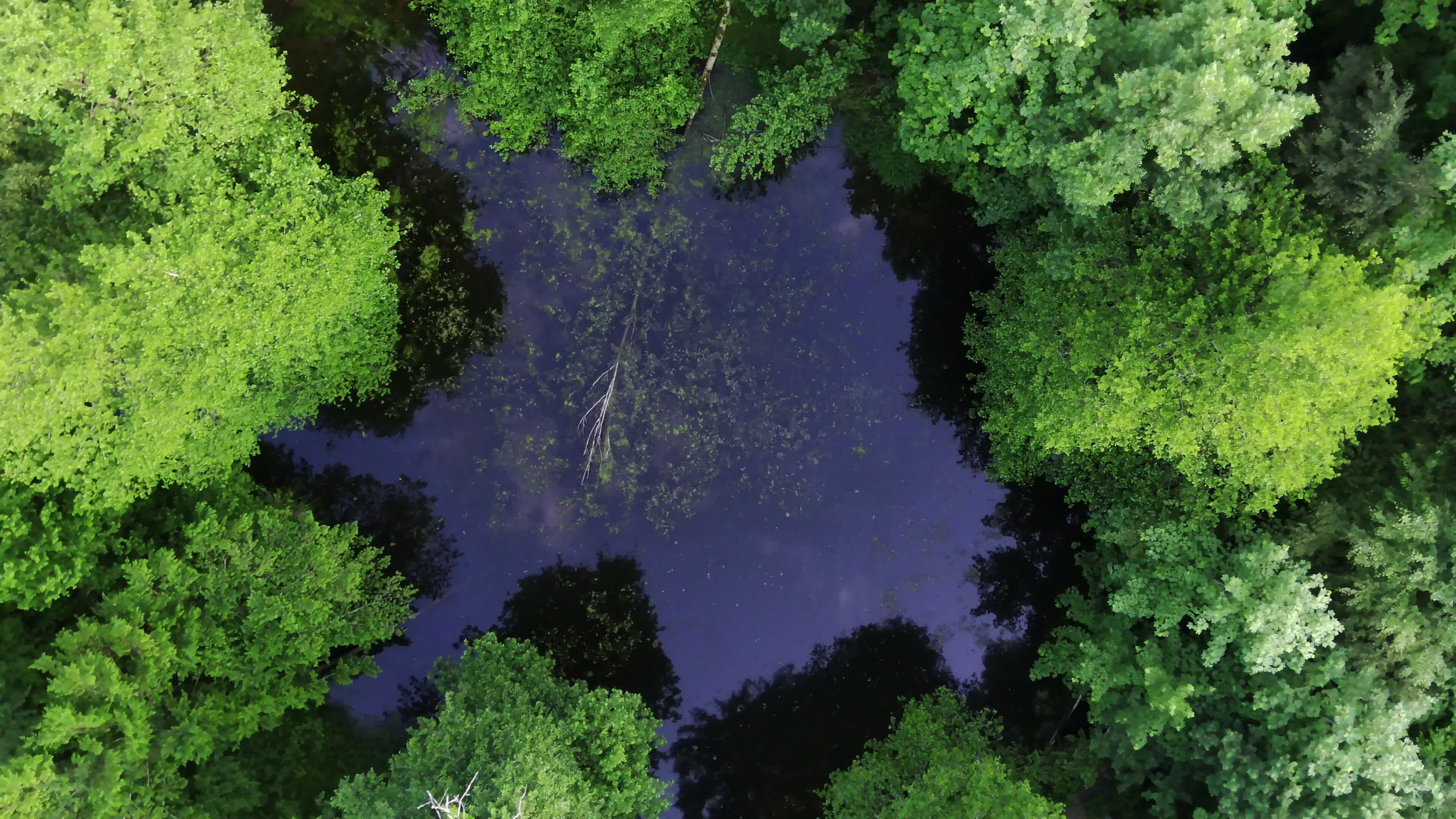 Aerial View of Lush Forest and Serene Pond Free Stock Video Footage ...