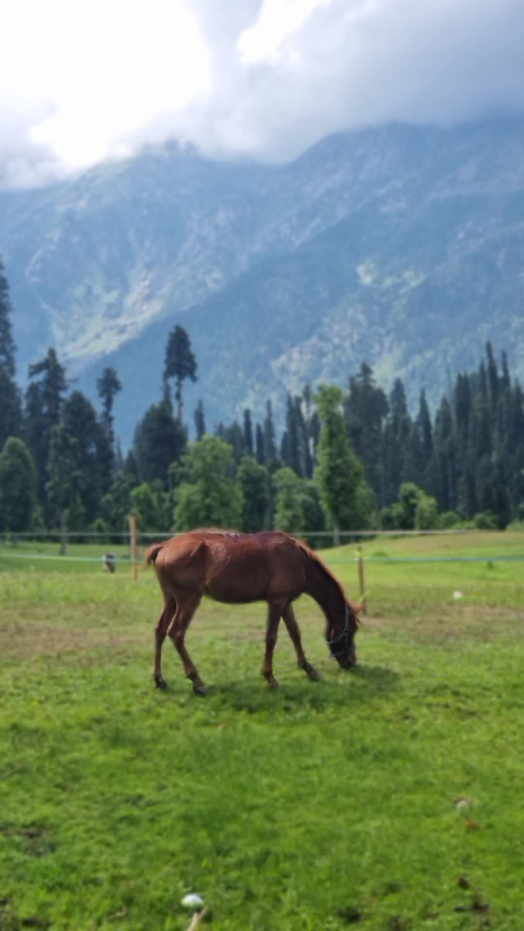 Majestic Brown Horse Grazing in Mountain Meadow Free Stock Video ...