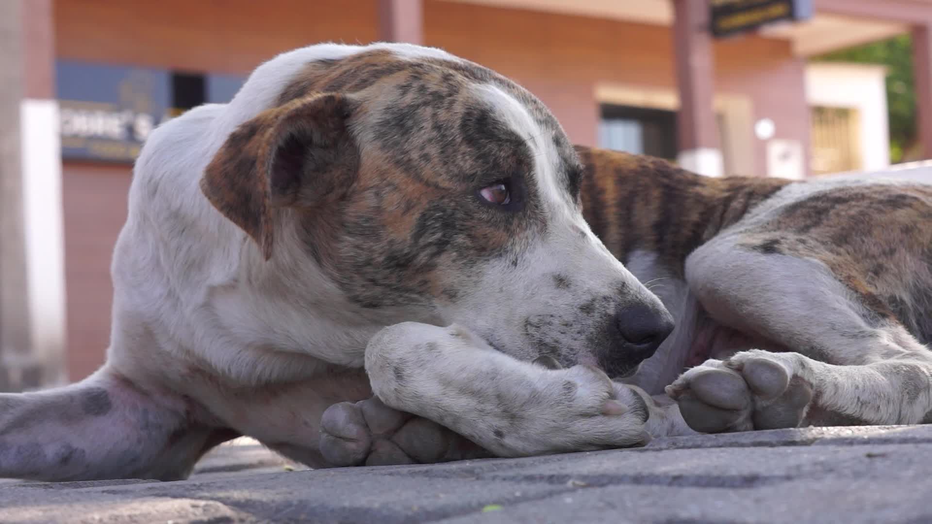 Pexels Video 29085784