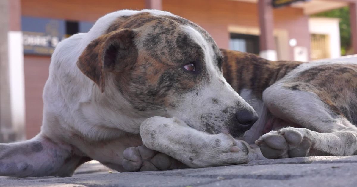 Pexels Video 29085784