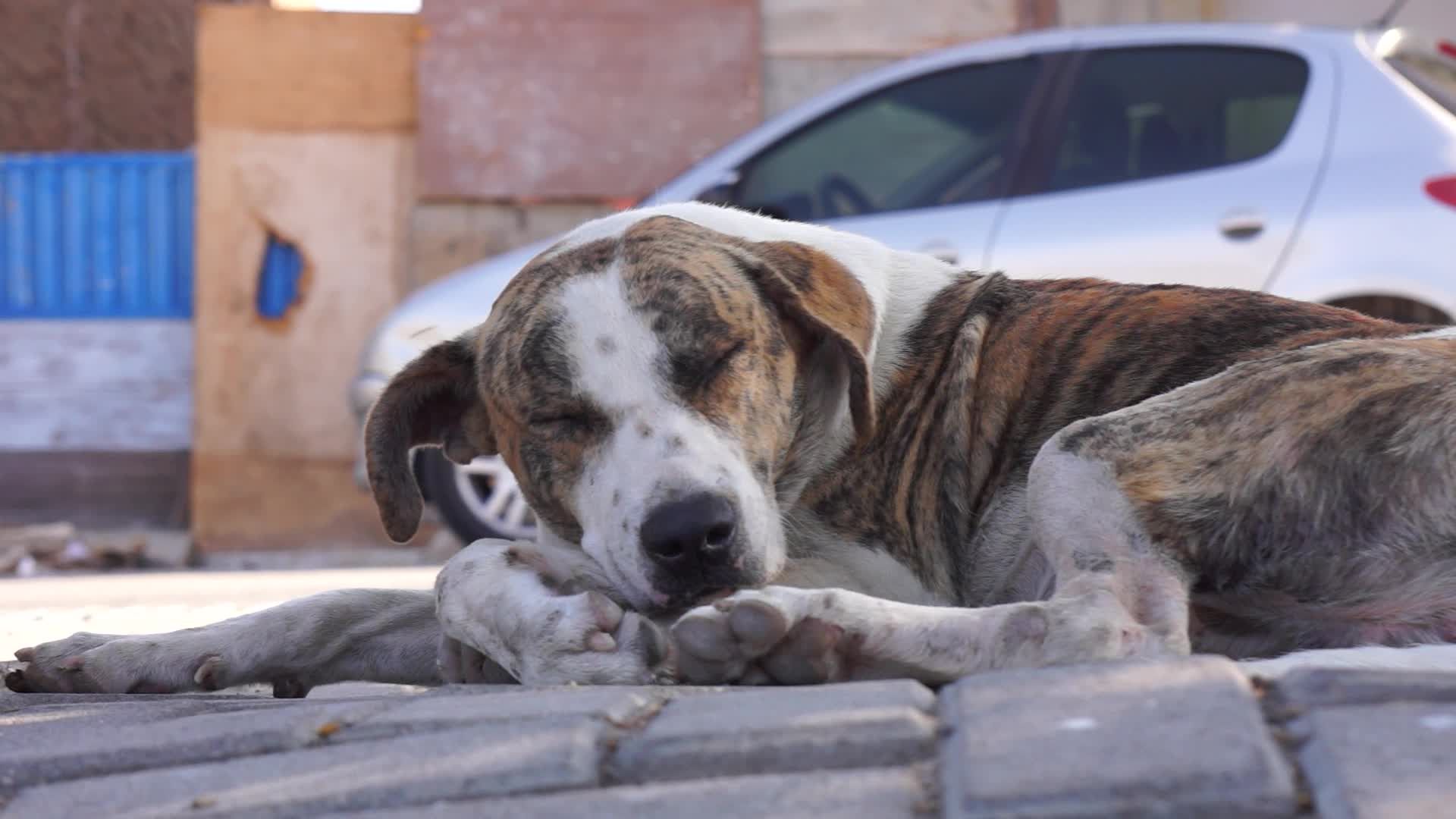 Pexels Video 29085785