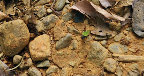 Муравьи работают на каменистой почве