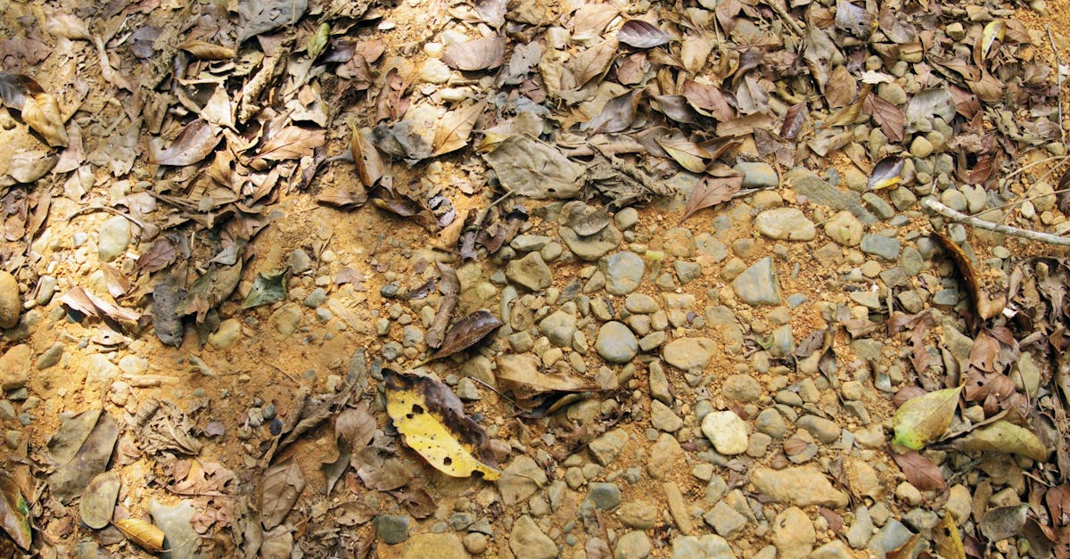 An Army Of Ants Searching Food For Stock And Storage · Free Stock Video