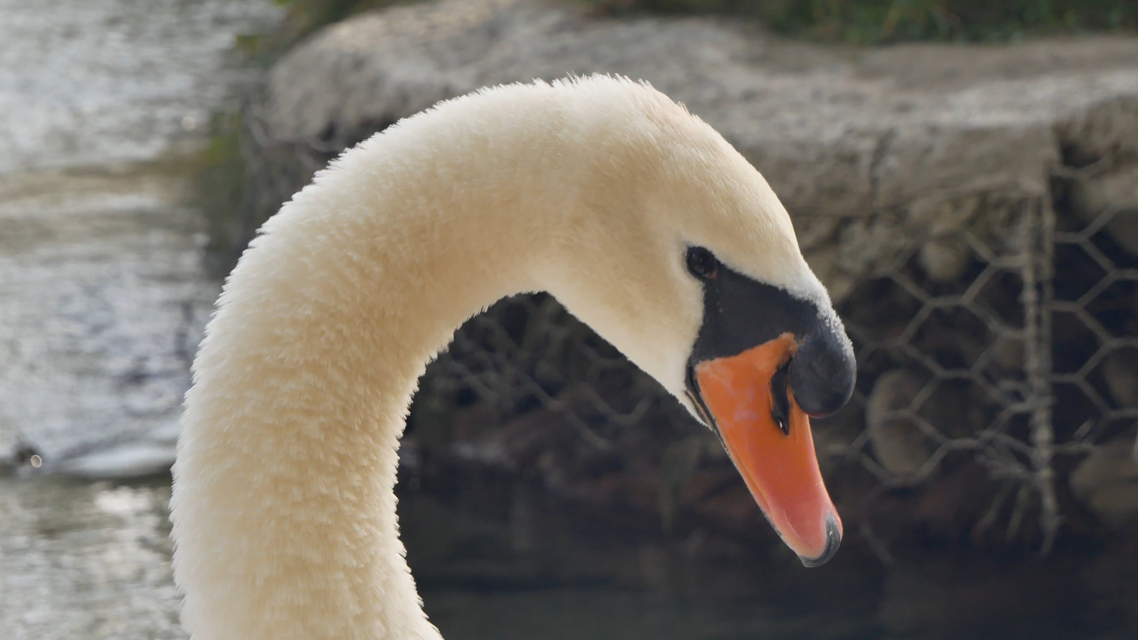 Black Swan Shot On Iphone
