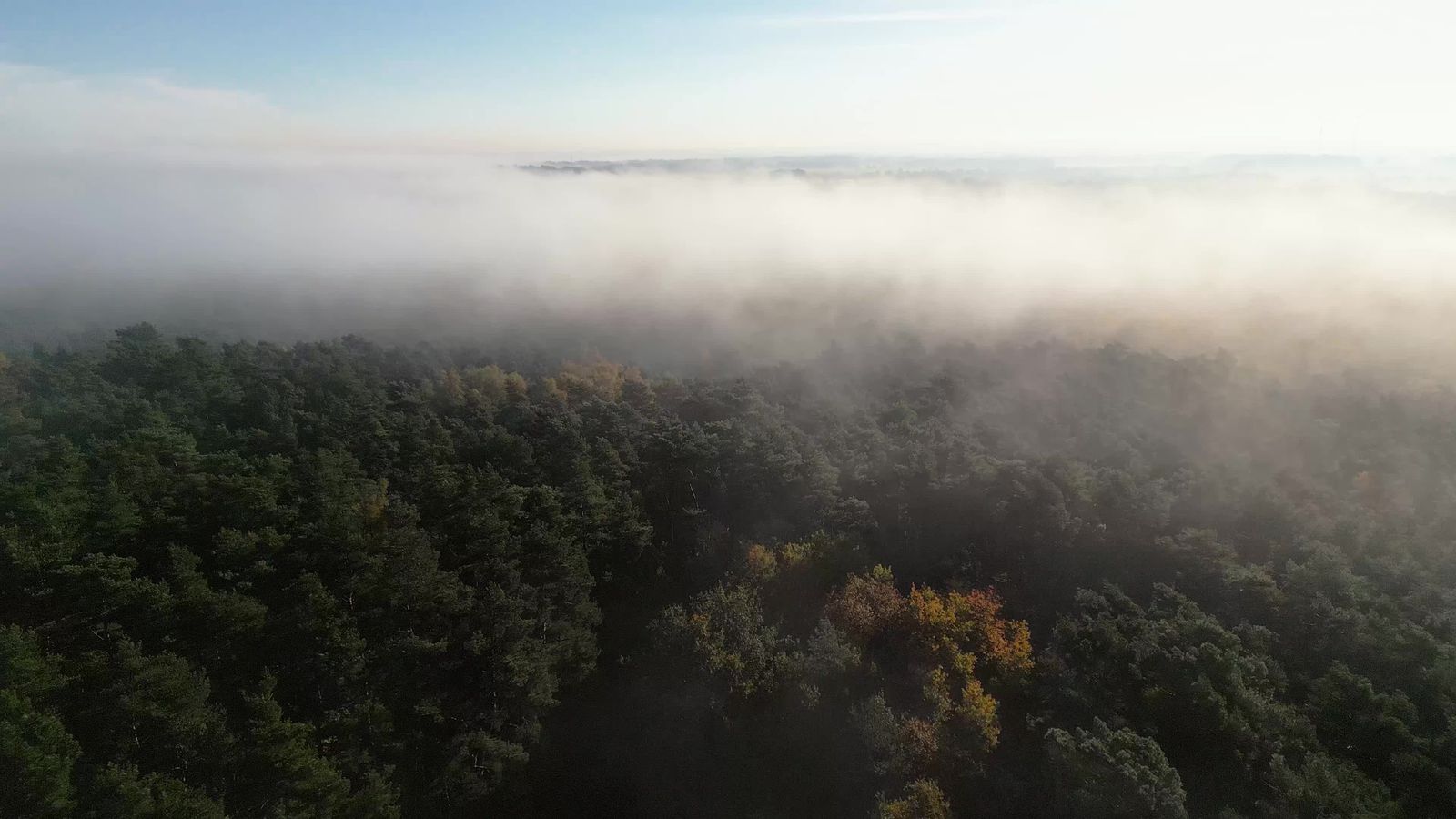 Aerial View of Misty Autumn Forest Landscape Free Stock Video Footage ...