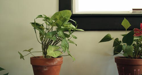 Watering A Potted Plants Indoors