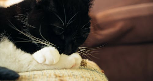 крупный план черно белого кота, сидящего на стуле и облизывающего лапы