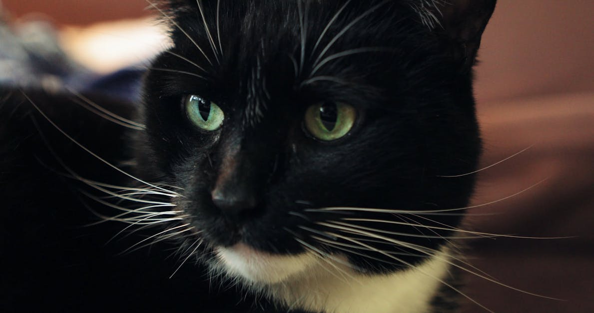 Bir Evcil Kedi Yüzü · Ücretsiz Stok Video