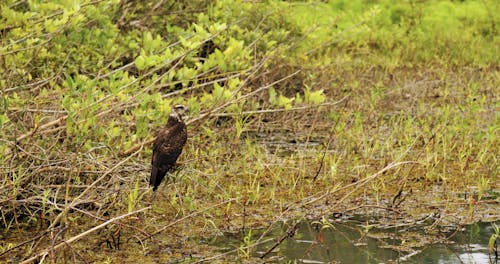 Een Vogel Zat Op Een Stam Van Een Moerasboom