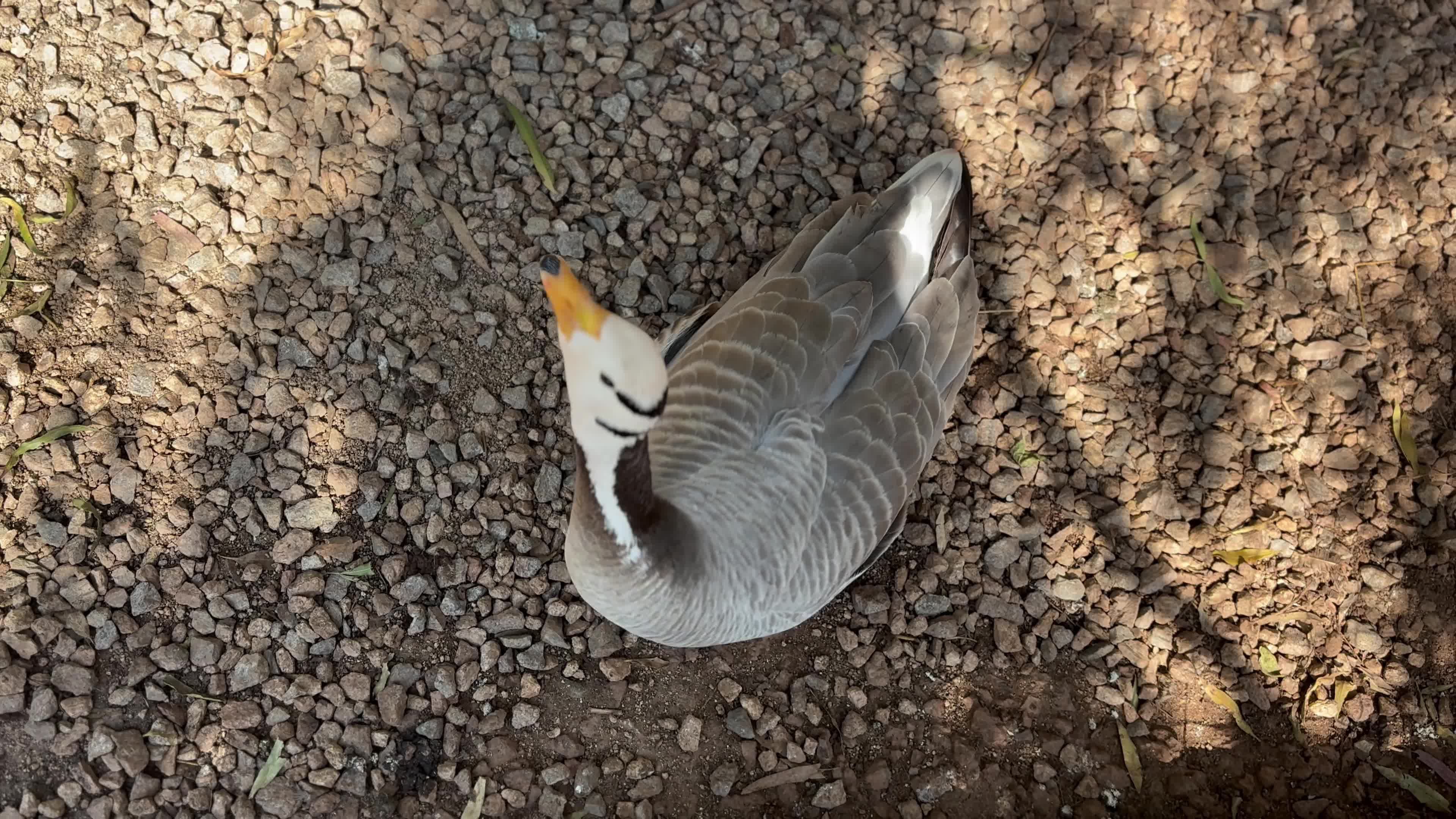 Close-up View of a Bar-headed Goose Resting Free Stock Video Footage ...