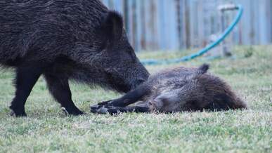 wild boars interacting on grass outdoors