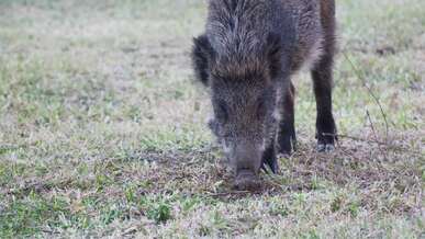 wild boar foraging in natural habitat