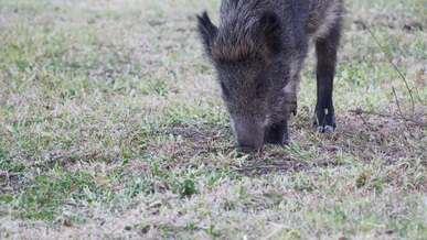 wild boar foraging in grassy field