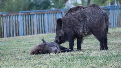 wild boars interacting in natural habitat