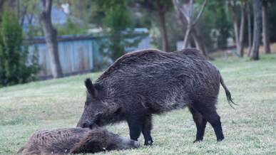 wild boars in natural habitat grazing