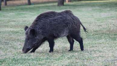 wild boar grazing in open meadow